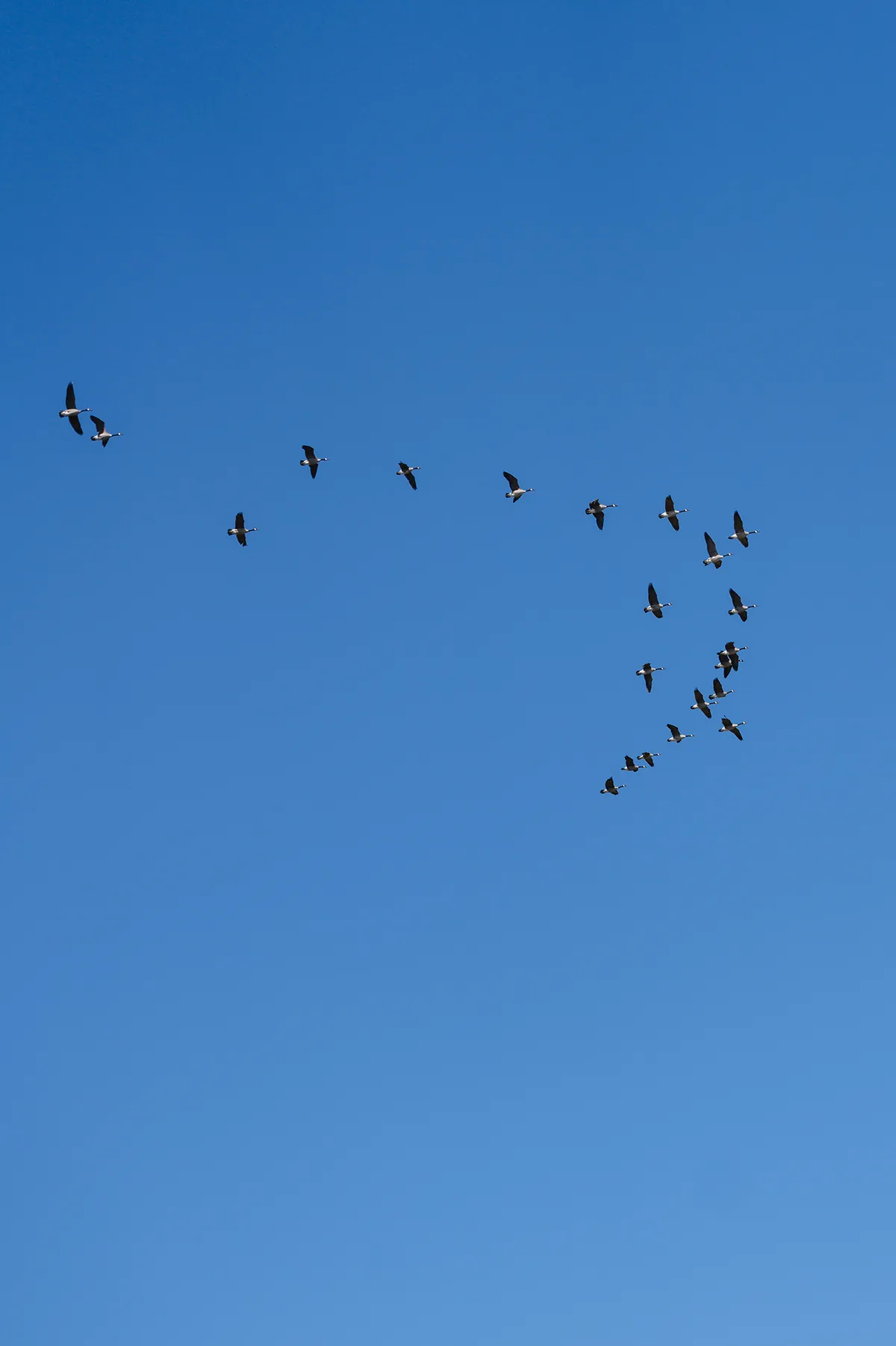 Aménagement d'habitats fauniques en milieu côtier