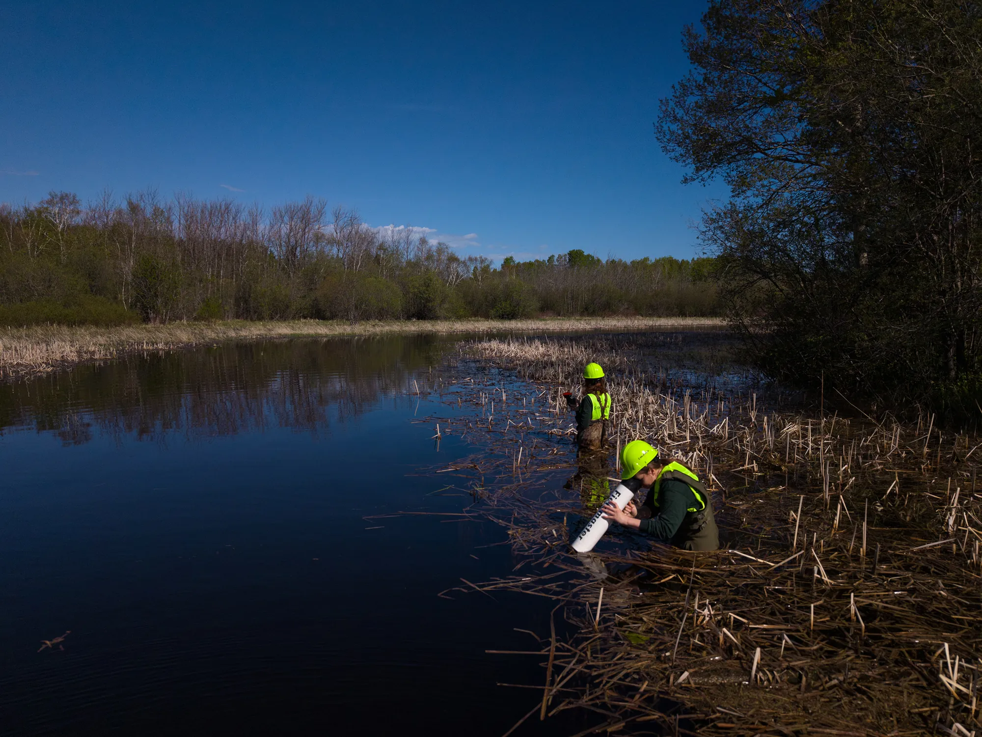 Barrage de castor en milieu naturel, gestion durable et cohabitation